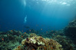 Photo: coral and fish coral and fish