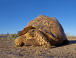Mountain (leopard) tortoise, South Africa