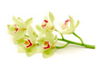 stem of green orchids