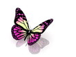 Butterfly on white background Butterfly on white background