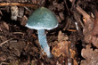 champignon bleu