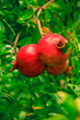 Granatapfel