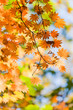 autumn foliage
