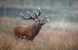 brame cerf matin bois roi forêt cervidé mammifère sauvage ani
