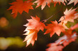 maple