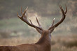 cerf bois cor brame chasse matin aube condensation vapeur mammif