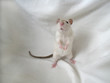 Ratte 29