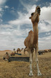 Kamele in der Wüste, Marokko, Sahara Kamele in der Wüste, Marokko, Sahara
