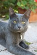 Portrait chartreux Portrait chartreux