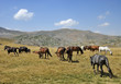 Horses from the mountain from Macedonia Horses from the mountain from Macedonia