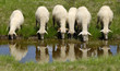 Sheep on the Bistra mountain drinking water on the glacier lake Sheep on the Bistra mountain drinking water on the glacier lake