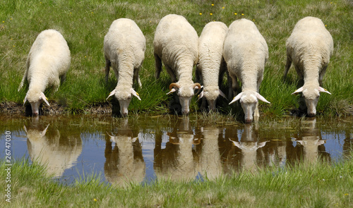 Photo: Sheep on the Bistra mountain drinking water on the glacier lake Sheep on the Bistra mountain drinking water on the glacier lake