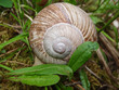 Schnecke