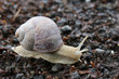 snail