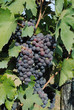 Weinrebe