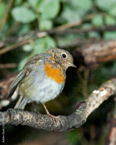 Photo: Erithacus rubecula, Robin Erithacus rubecula, Robin