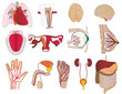 Vector a set of bodies a liver lungs tooth a jaw heart a stomach