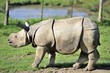 Rhinocéros