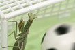 Mantis religiosa jugando al futbol 3