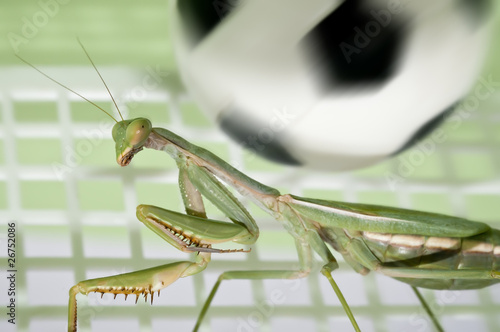 Photo: Mantis religiosa jugando al futbol 2 Mantis religiosa jugando al futbol 2