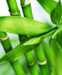 Bamboo isolated on white