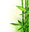 Bamboo isolated on white