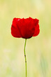 Red Poppy