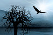 Tree and bird. Misty light in skies