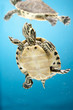 Yellow-Bellied Slider