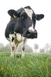 Cow in the meadow