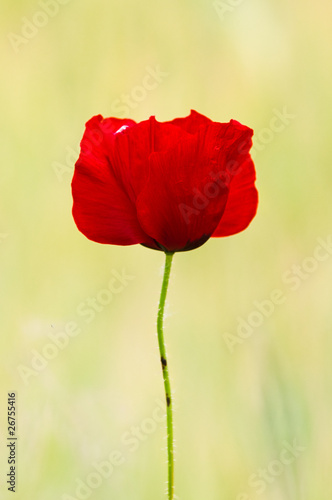 Photo: Red Poppy Red Poppy