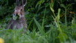 Vídeo: The hare eats a grass The hare eats a grass
