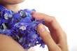 Photo: Small blue flowers Small blue flowers