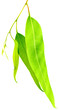 feuilles d'eucalyptus