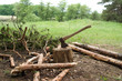 Photo: Ax and stump Ax and stump