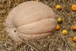 großer Kürbis
