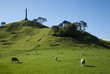 New Zealand sheep farm