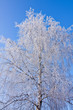 Photo: winter landscape winter landscape