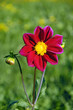 Red dahlia