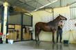 Cavalière et son cheval