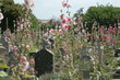 roses trémières au cimetière