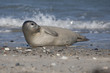 Kegelrobbe (Halichoerus grypus)