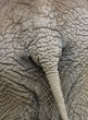 back of an elephant