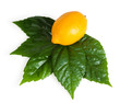 Yellow lemon with green leaf