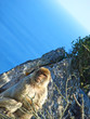 Monkey and sea  Gibraltor