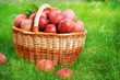 Healthy Organic Apples in the Basket. Healthy Organic Apples in the Basket.
