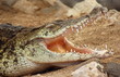 Crocodile's jaws wide opened