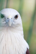Eagle eyes