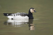 Weißwangengans, Barnacle goose, Branta leucopsis