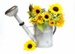 Sonnenblumen in Gießkanne